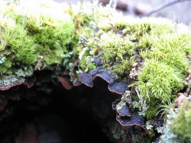 Hymenochaete rubiginosa